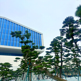 现代建筑旁的挺拔松树