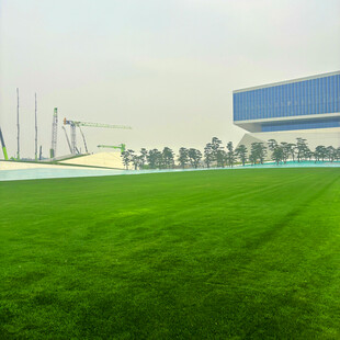 户外大片翠绿草坪场景