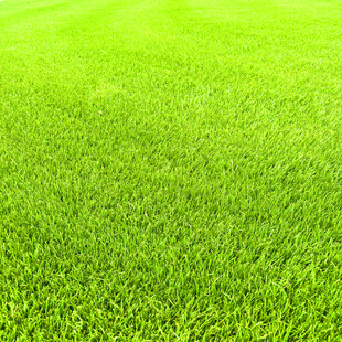 翠绿平整的清新草坪