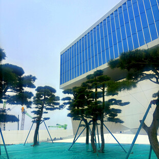 现代建筑旁的精致造型树木