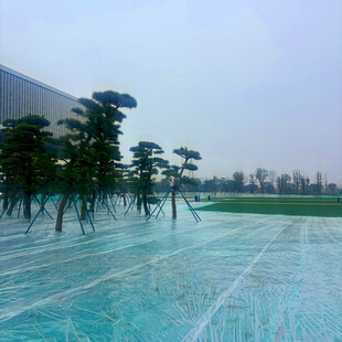 水上独特景观的树木