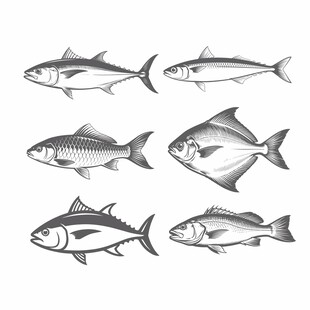多样鱼类黑白插画