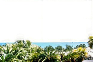 日本热带海滨绿植景观