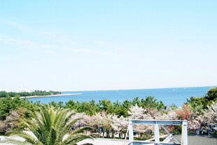 日本海滨椰林美景