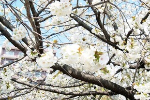 日本枝头繁花绽 雪覆春景美