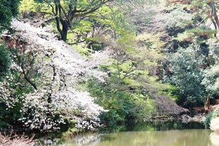 日本湖畔繁花盛开的春日景致