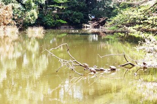 日本宁静池塘边的自然景致