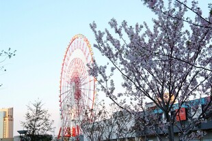 日本春日里的摩天轮与繁花