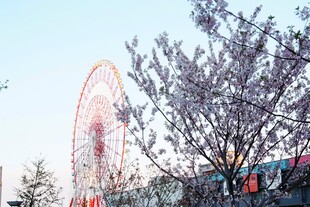 日本春日里的摩天轮与繁花
