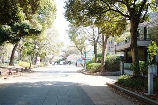 日本林荫街道 静谧城市风景