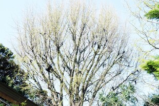 日本冬日枯树景象