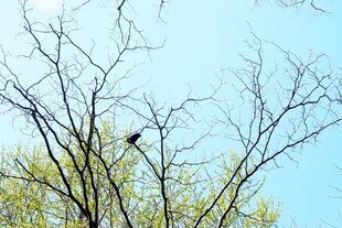 日本枝头飞鸟 春日静谧景象