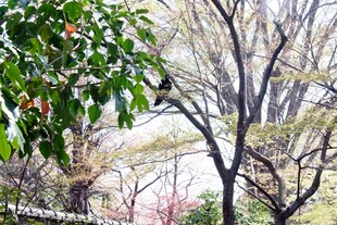 日本春日繁茂树木景致