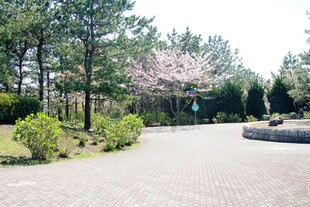 日本春日林间小径 繁花相伴