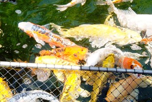 日本网中多彩锦鲤