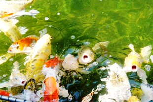 日本池塘中游动的多彩锦鲤鱼