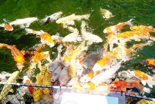 日本池塘中群游的多彩锦鲤