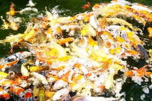 日本池塘中色彩斑斓的锦鲤鱼群