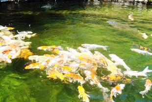 日本池塘中游动的多彩锦鲤