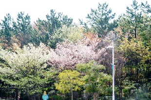 日本春日多彩树林景观