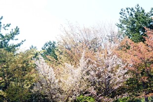 日本秋日多彩树林景观