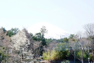 日本春日山林美景