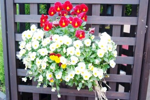 日本心形花卉装饰