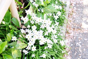 日本白色小花绽放于绿叶间