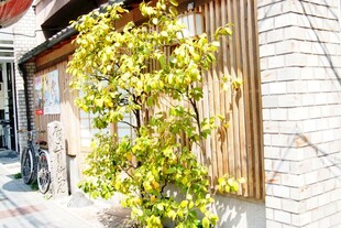 日本墙边绿植装点温馨角落