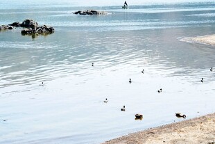 日本海边浅滩上的群鸟景观