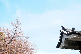 日本古建屋檐与烂漫花枝