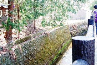 日本古朴石墙旁的静谧景致