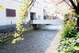 日本城市中的静谧溪边景致