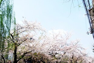 日本春日繁花盛开的烂漫景象