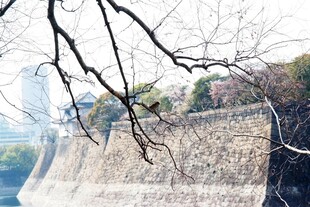 日本冬日城墙旁的光秃树枝