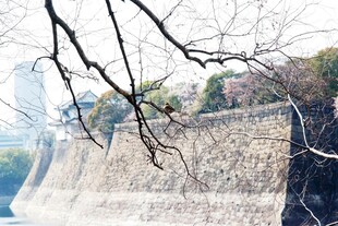 日本古老城墙与周边景致