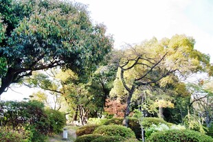 日本绿意盎然的园林景观