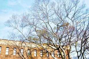 日本冬日光秃树木旁的老旧建筑