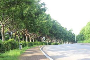 广医林荫公路 清新自然景致