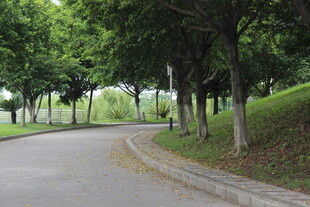 广医林荫小道 静谧自然风光