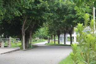 广医林荫小道 绿意盎然