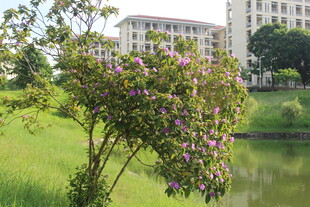 广医湖畔繁花绿树与建筑美景