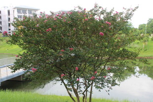 广医湖畔繁花绿树美景