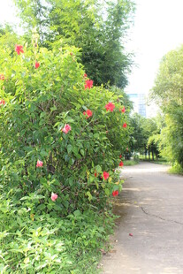 广医繁花簇拥的林间小径