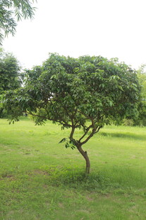 广医草地上的独株绿树