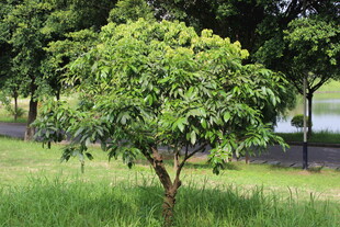 广医草地上的茂盛绿树