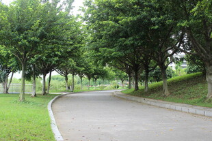 广医林荫小路 绿意盎然的风景