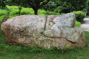 广医园林巨石