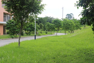 广医绿意盎然的校园小路