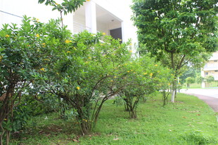 广医绿意盎然的户外植物景观